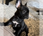 Small Photo #13 French Bulldog Puppy For Sale in GIG HARBOR, WA, USA