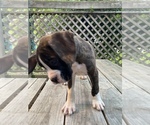 Small Photo #8 Boxer Puppy For Sale in HUMBOLDT, TN, USA