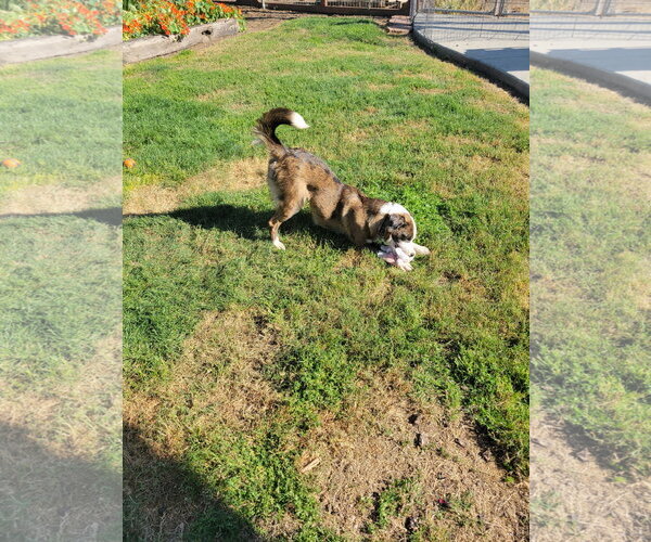 Medium Photo #4 Catahoula Leopard Dog-Unknown Mix Puppy For Sale in Lindsay, CA, USA