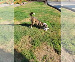 Small #3 Catahoula Leopard Dog Mix