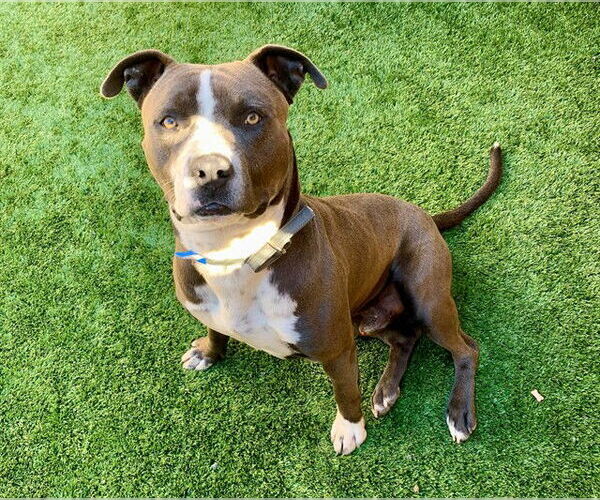 Medium Photo #1 Mutt Puppy For Sale in Moreno Valley, CA, USA