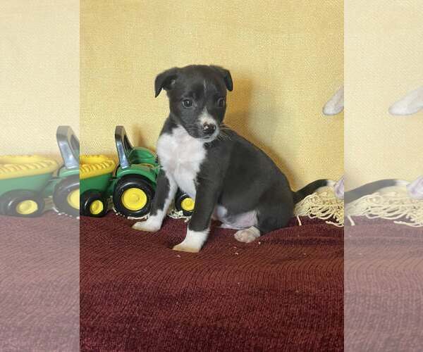 Medium Photo #2 Mutt Puppy For Sale in HOPKINSVILLE/PRINCETON, KY, NH, USA