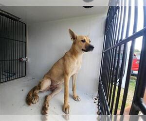 German Shepherd Dog-Unknown Mix Dogs for adoption in Houston, TX, USA