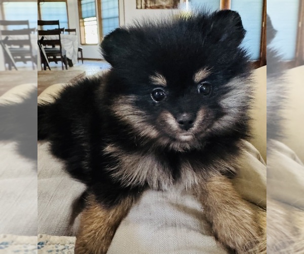 Medium Photo #3 Pomeranian Puppy For Sale in RIPON, CA, USA