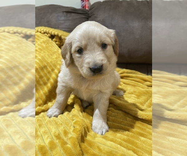 Medium Photo #5 Golden Retriever Puppy For Sale in TOWN CREEK, AL, USA
