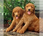 Small Photo #2 Labradoodle-Poodle (Standard) Mix Puppy For Sale in LEOLA, PA, USA