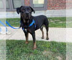 Small Rottweiler Mix