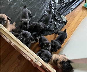 Cane Corso Puppy for sale in CLANTON, AL, USA