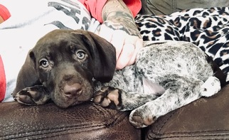 German Shorthaired Pointer Puppy for sale in SUMMERFIELD, NC, USA