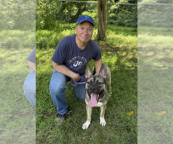 Medium Photo #3 Akita-American Bulldog Mix Puppy For Sale in Cranford, NJ, USA