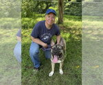 Small #2 Akita-American Bulldog Mix