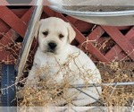 Small #2 Labrador Retriever