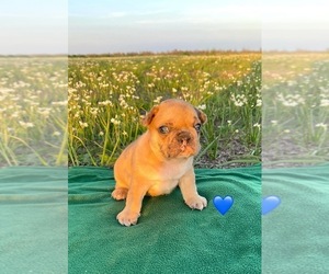 French Bulldog Puppy for sale in EL CAMPO, TX, USA