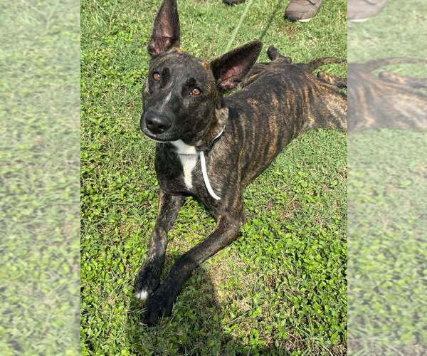Medium Photo #3 Dutch Shepherd -Unknown Mix Puppy For Sale in Abbeville, LA, USA
