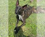 Small #2 Dutch Shepherd  Mix