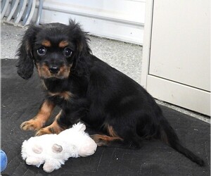 Cavalier King Charles Spaniel Puppy for sale in CARLISLE, KY, USA