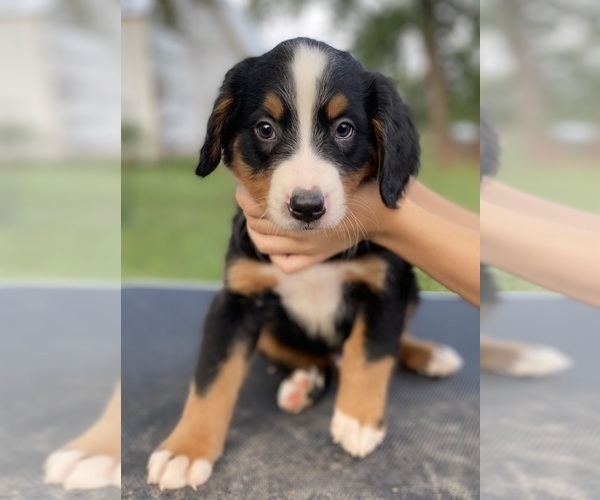 Medium Photo #7 Bernese Mountain Dog Puppy For Sale in CLINTON, MO, USA