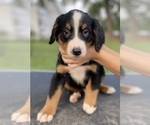 Small Photo #7 Bernese Mountain Dog Puppy For Sale in CLINTON, MO, USA