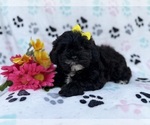 Small #3 Shih-Poo