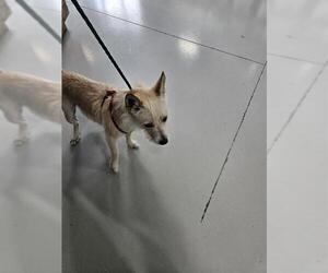 Mutt Dogs for adoption in Temple, TX, USA