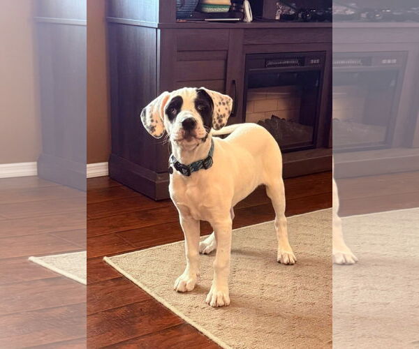 Medium Photo #2 Mutt Puppy For Sale in Germantown, OH, USA