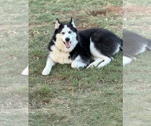 Siberian Husky Dogs for adoption in Carrollton, TX, USA