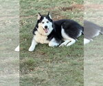 Hatti - Female Siberian Husky Dog for Adoption - Small photo