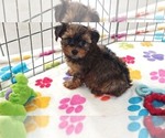Bruce - Male Yorkshire Terrier Puppy for Sale - Photo #8