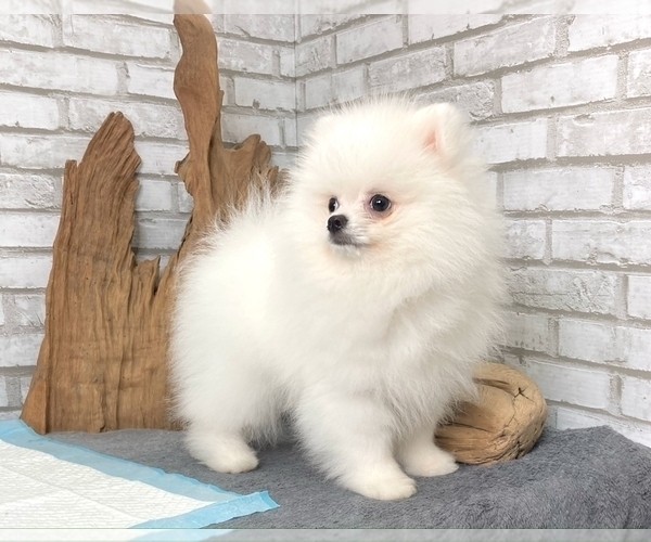 Medium Photo #4 Pomeranian Puppy For Sale in CHICAGO, IL, USA
