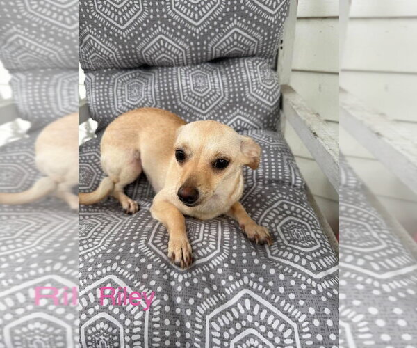Medium Photo #2 Chihuahua-Unknown Mix Puppy For Sale in Brewster, NY, USA