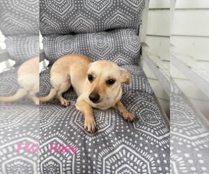 Riley - Female Chihuahua-Unknown Mix Dog for Adoption - Photo #2