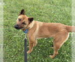 Small #1 Mutt