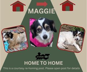 Dachshund-Unknown Mix Dogs for adoption in Lindsay, CA, USA