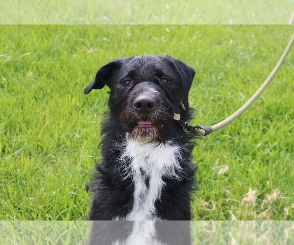 Medium Photo #5 Poodle (Standard)-Unknown Mix Puppy For Sale in Princeton, MN, USA