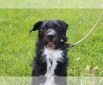 Small #4 Poodle (Standard) Mix