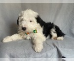 Small #12 Aussiedoodle