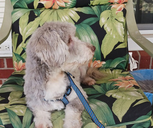 Havanese Puppy for sale in WINSTON SALEM, NC, USA