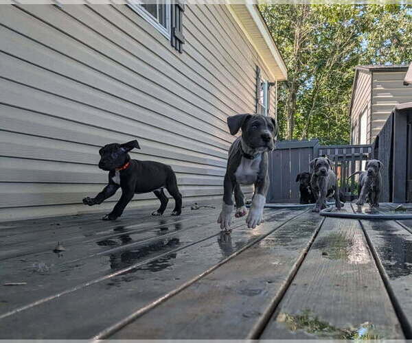 Medium Photo #3 Great Dane Puppy For Sale in WALNUT GROVE, MO, USA