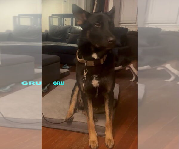 Medium Photo #1 Australian Kelpie-German Shepherd Dog Mix Puppy For Sale in Woodland Hills, CA, USA