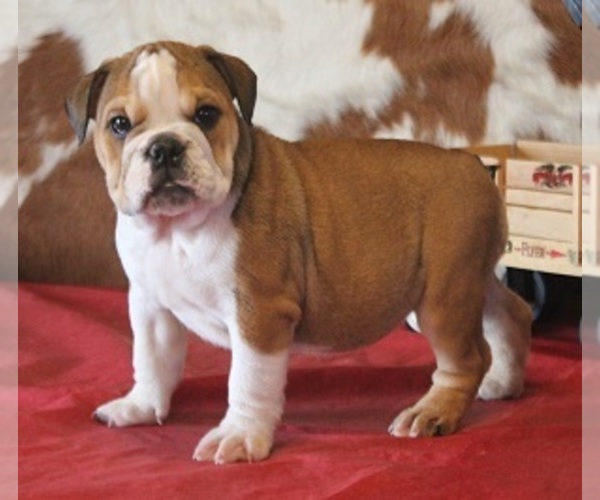 Medium Photo #7 English Bulldog Puppy For Sale in MARSHFIELD, MO, USA