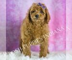 Small Photo #48 Poodle (Miniature) Puppy For Sale in WARSAW, IN, USA