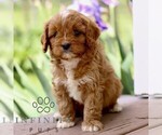 Image preview for Ad Listing. Nickname: Nate