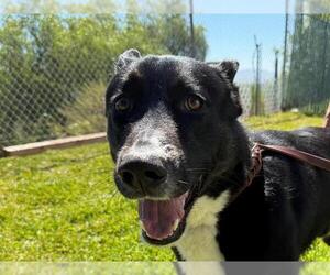 German Shepherd Dog Dogs for adoption in San Clemente, CA, USA