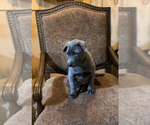 Small Photo #12 Thai Ridgeback Puppy For Sale in POTSDAM, NY, USA