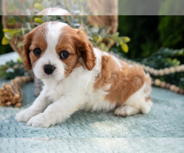 Medium Photo #5 Cavalier King Charles Spaniel Puppy For Sale in GOSHEN, IN, USA