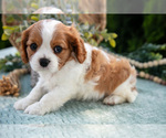 Small #4 Cavalier King Charles Spaniel