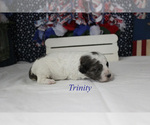 Small #10 Poodle (Miniature)