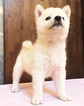 Small Photo #14 Shiba Inu Puppy For Sale in SAN FRANCISCO, CA, USA