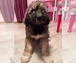 Small Photo #1 Pyredoodle Puppy For Sale in BRAZIL, IN, USA
