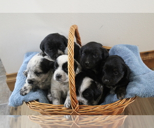 Australian Cattle Dog-Labrador Retriever Mix Puppy for Sale in CHARLES CITY, Iowa USA
